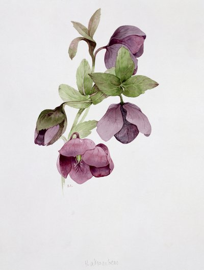 Helleborus atrorubens - Sarah Creswell